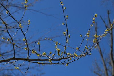 Lindera benzoin - linderovka benzoin - kvetoucí větve